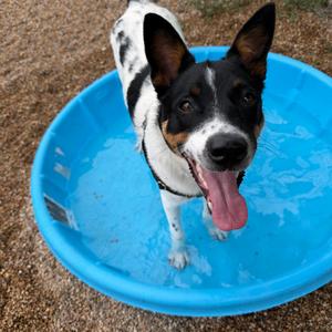 Charlie, Cattle Dog, adult, available for adoption