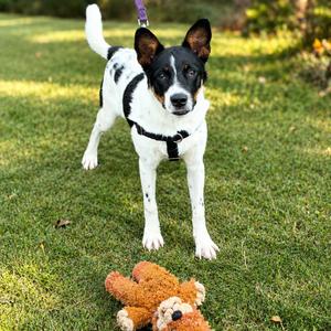 Charlie, Cattle Dog, adult, available for adoption