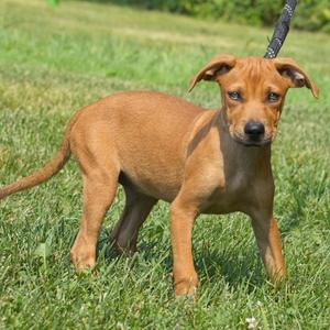A brown puppy standing on grass with a leash attached to its collar.