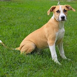 Big Boy, Retriever, puppy, available for adoption