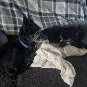 Barney - Home to Home, Terrier, Scottish Scottie, senior, available for adoption