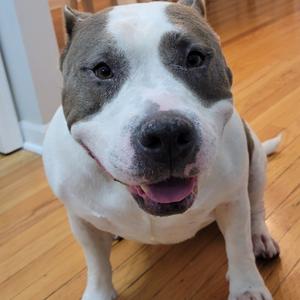 Brooklyn - Home to Home, Terrier, Pit Bull, senior, available for adoption