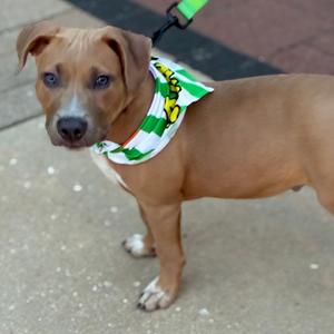 A brown dog with a green and white bandana standing on a sidewalk.
