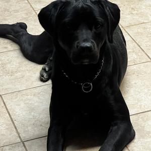 Buddy Williams - Home to Home, Mixed Breed (Medium), adult, available for adoption