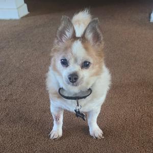A small dog with fluffy fur, standing on a carpeted floor, wearing a black collar with a tag.