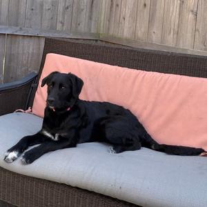 Bella - Home to Home, Retriever, Golden, adult, available for adoption