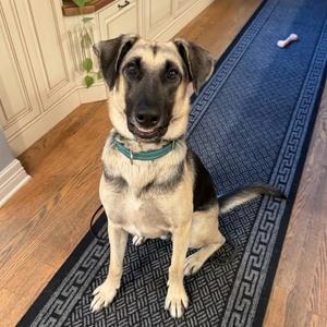 Bruno, Shepherd, German, adult, available for adoption