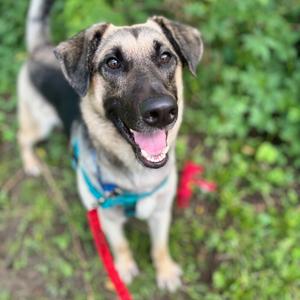 Brutus, Shepherd, German, adult, available for adoption