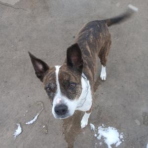 Brindle and white pitbull mix dog standing on a concrete surface with a blurred tail.