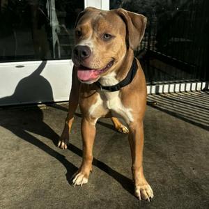Cindy - Home to Home, Terrier, Pit Bull, adult, available for adoption