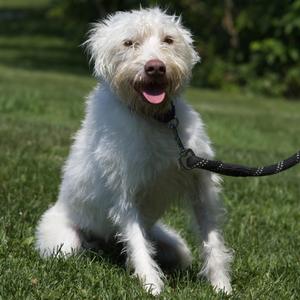 Daisy, Terrier, adult, available for adoption