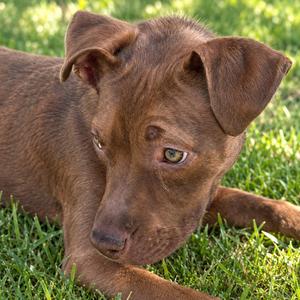 A brown puppy lying on grass