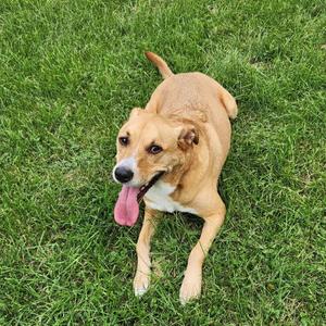 A brown dog with a white chest and paws, lying on green grass with its tongue out.