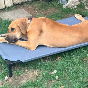 Brookie - Home to Home, Great Dane, adult, available for adoption