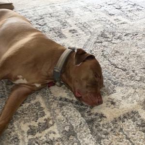 Cash - Home to Home, Puli, adult, available for adoption