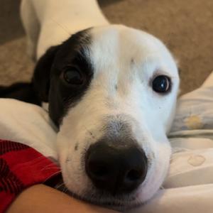 Benji - Home to Home, Collie, Border, adult, available for adoption
