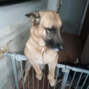Bella - Home to Home, Shepherd, German, adult, available for adoption