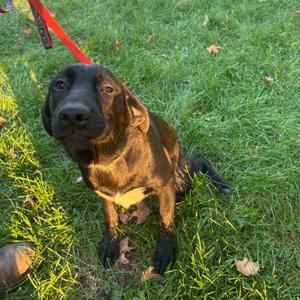 Bean - Home to Home, Retriever, Labrador, adult, available for adoption