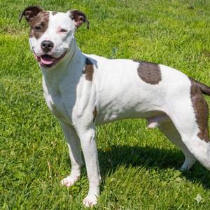 Bradford, Hound, adult, available for adoption