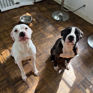 Bonnie Baby - Home to Home, Terrier, American Pit Bull, adult, available for adoption