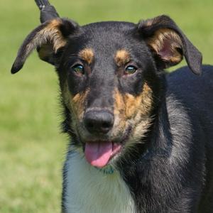 Abel, Hound, puppy, available for adoption