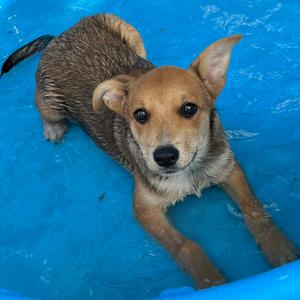 Bluejay, Shepherd, Australian, puppy, available for adoption