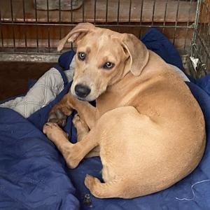 Bean, Hound, adult, available for adoption