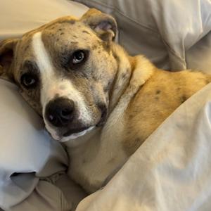 Barron - Home to Home, Catahoula Leopard Dog, adult, available for adoption