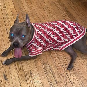 A grey pitbull dog wearing a red and white striped sweater with a red lips pattern is lying on a wooden floor.
