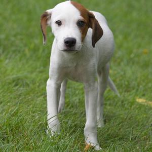A white and brown puppy standing on green grass