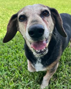 Maya, Beagle and Dachshund, senior, available for adoption