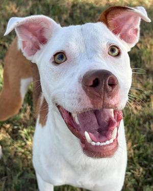 Peppermint Bark, Boxer and Terrier, young, available for adoption