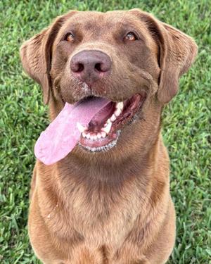Nelly, Labrador Retriever Mix, adult, available for adoption