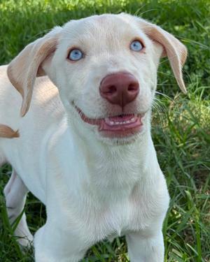 Ralphie, Siberian Husky and Poodle - Standard, puppy, available for adoption