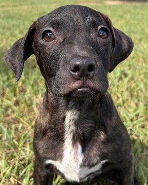 Carla, Terrier Mix, puppy, available for adoption