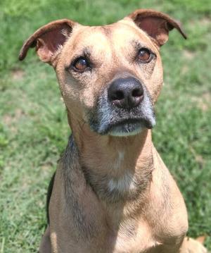 Lola, Hound Mix, senior, available for adoption
