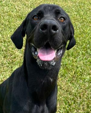 Little Foot, Mastiff Mix, adult, available for adoption
