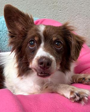 Nya, Chihuahua - Long Haired Mix, senior, available for adoption