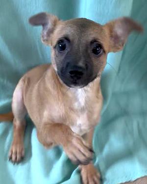 A small brown puppy with large ears and dark eyes sitting on a green blanket.