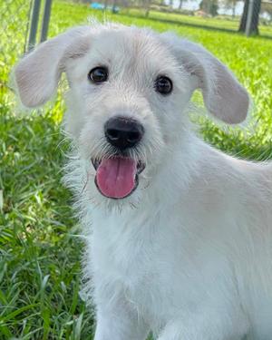 Fiona, Siberian Husky and Poodle - Standard, puppy, available for adoption