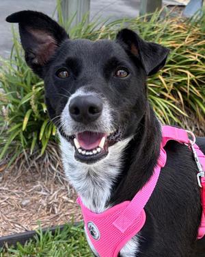 Cookie, Lacy and Australian Shepherd, adult, available for adoption