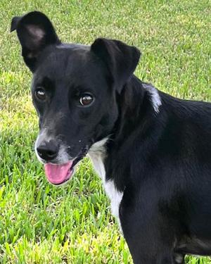 Cookie, Lacy and Australian Shepherd, adult, available for adoption