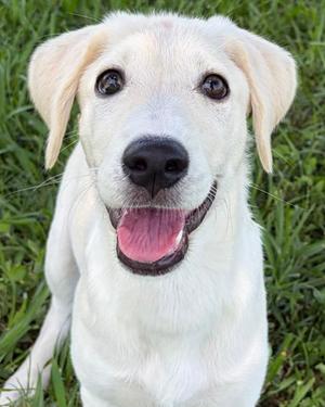 Wanda, Siberian Husky and Poodle - Standard, puppy, available for adoption