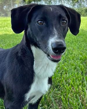 Ellie, Mixed Breed, young, available for adoption