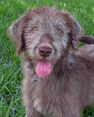 Mr. Ruhle, Siberian Husky and Poodle - Standard, puppy, available for adoption