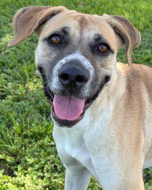 Matcha, German Shepherd Dog Mix, young, available for adoption