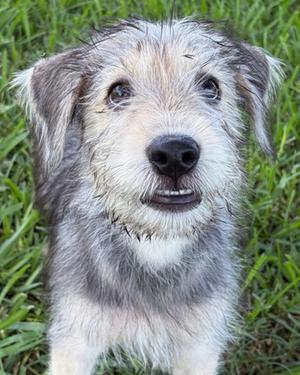 Carlos, Siberian Husky and Poodle - Standard, puppy, available for adoption