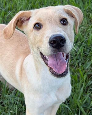 Tim, Siberian Husky and Poodle - Standard, puppy, available for adoption