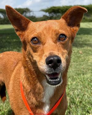 Sybill, Jack (Parson) Russell Terrier Mix, adult, available for adoption