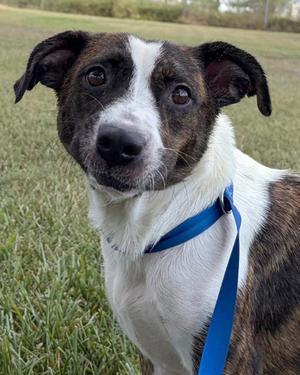 Farrah, Terrier Mix, adult, available for adoption